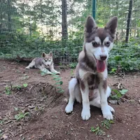 Bell, a female Alaskan Klee Kai for sale in Castle Rock, WA – 1 of 3