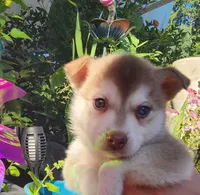 Valor, a male Alaskan Klee Kai for sale in Castle Rock, WA – 2 of 5
