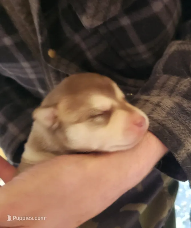 Valor – Alaskan Klee Kai puppy for sale in Castle Rock, WA