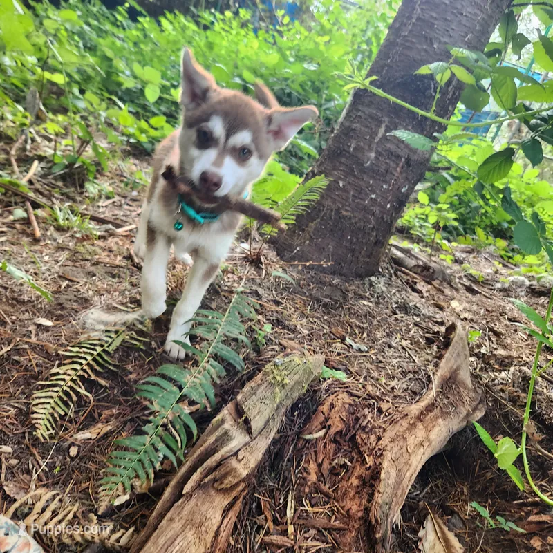 Major – Alaskan Klee Kai puppy for sale in Castle Rock, WA