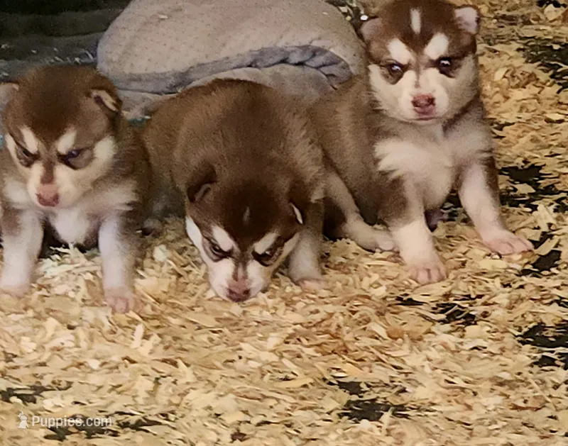 Liberty  – Alaskan Klee Kai puppy for sale in Castle Rock, WA