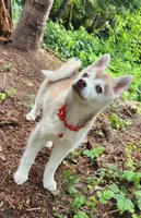 Loki, a male Alaskan Klee Kai for sale in Castle Rock, WA – 4 of 4