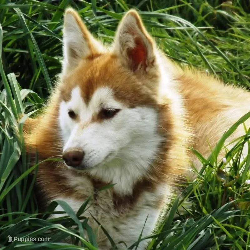 Scarlett litter – Alaskan Klee Kai puppy for sale in Castle Rock, WA