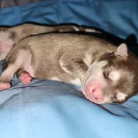 Valor, a male Alaskan Klee Kai for sale in Castle Rock, WA – 1 of 1