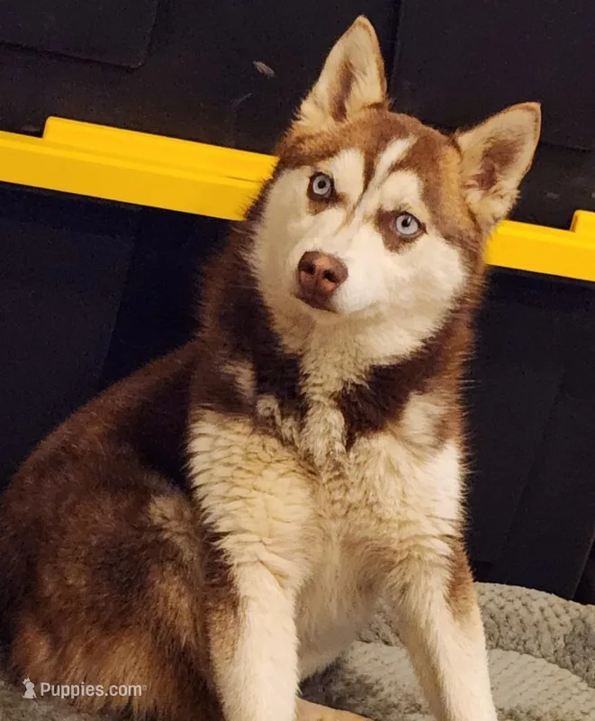 Cinder – Alaskan Klee Kai puppy for sale in Castle Rock, WA