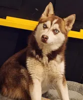 Cinder, a  Alaskan Klee Kai for sale in Castle Rock, WA – Photo 1 of 2