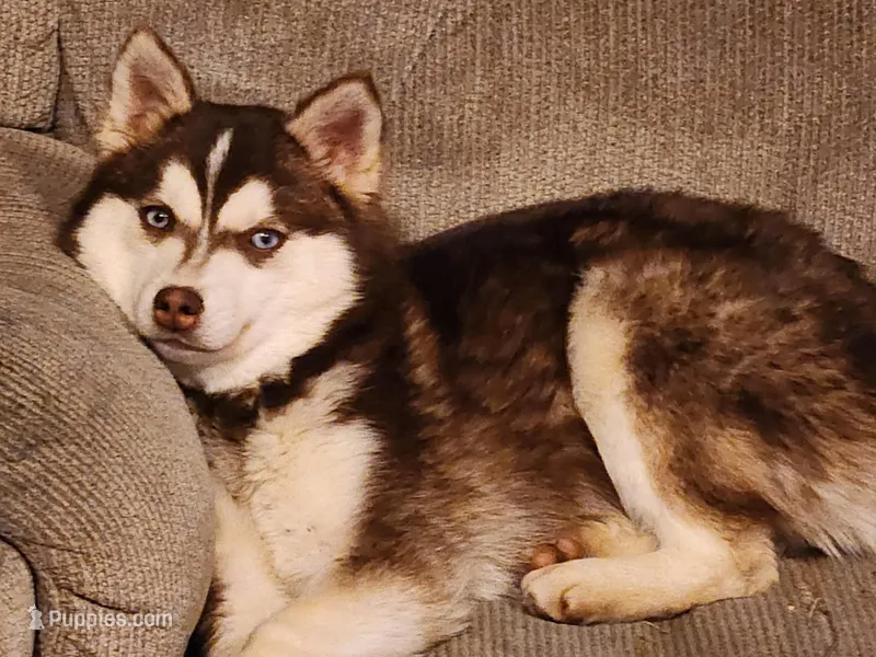 Scarlet – Alaskan Klee Kai puppy for sale in Castle Rock, WA