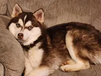 Scarlet, a  Alaskan Klee Kai for sale in Castle Rock, WA – Photo 1 of 2