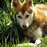 Cinder, a  Alaskan Klee Kai for sale in Castle Rock, WA – Photo 2 of 2