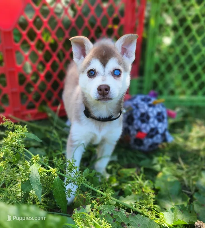 Valor – Alaskan Klee Kai puppy for sale in Castle Rock, WA
