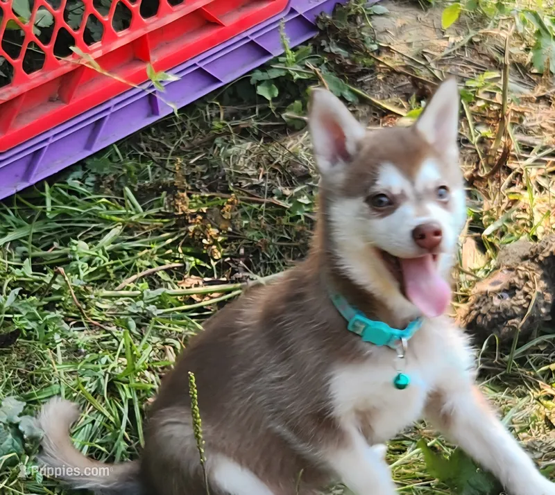 Major – Alaskan Klee Kai puppy for sale in Castle Rock, WA