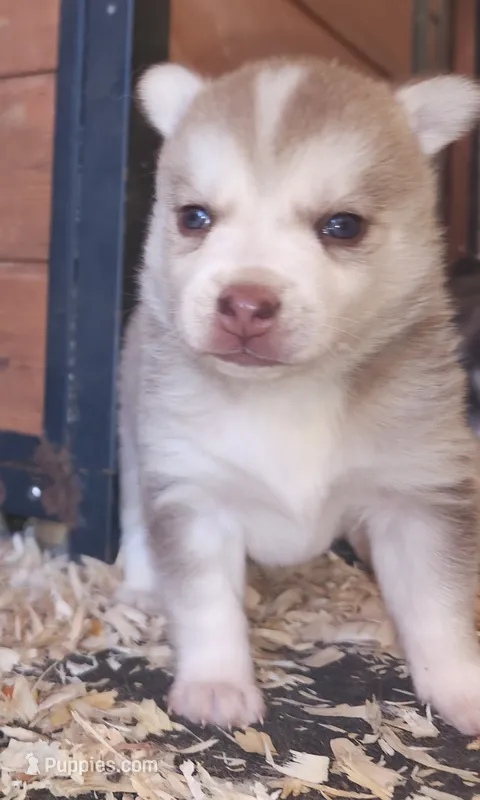 Loki – Alaskan Klee Kai puppy for sale in Castle Rock, WA