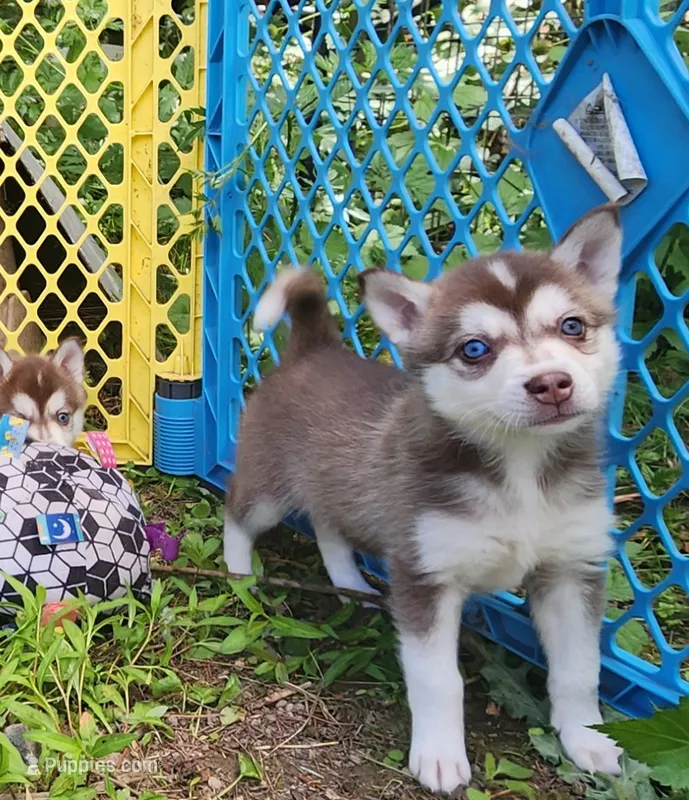 Liberty  – Alaskan Klee Kai puppy for sale in Castle Rock, WA