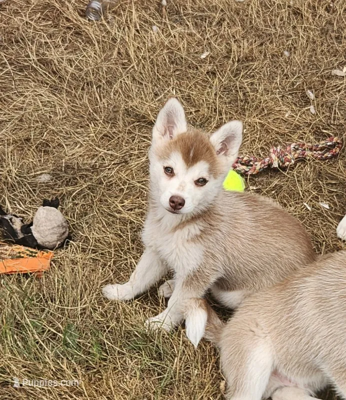 Major – Alaskan Klee Kai puppy for sale in Castle Rock, WA