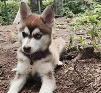 Bell, a female Alaskan Klee Kai for sale in Castle Rock, WA – 3 of 3