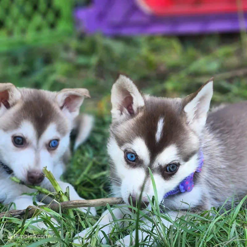 Liberty  – Alaskan Klee Kai puppy for sale in Castle Rock, WA