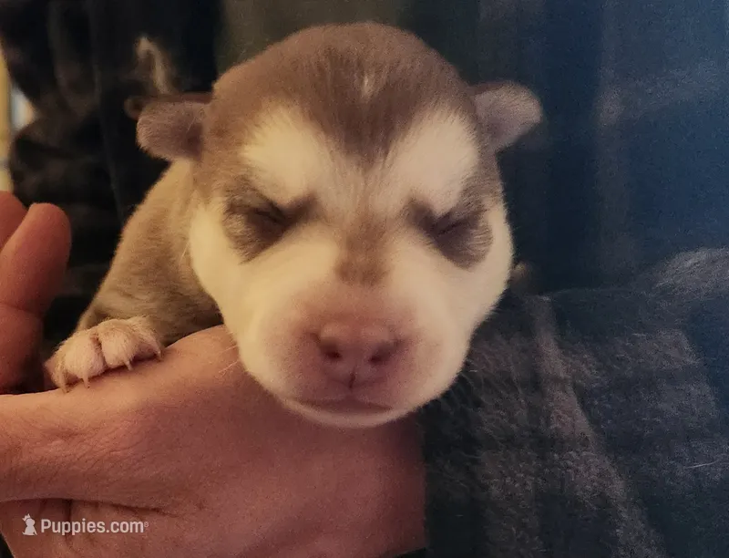 Freya – Alaskan Klee Kai puppy for sale in Castle Rock, WA