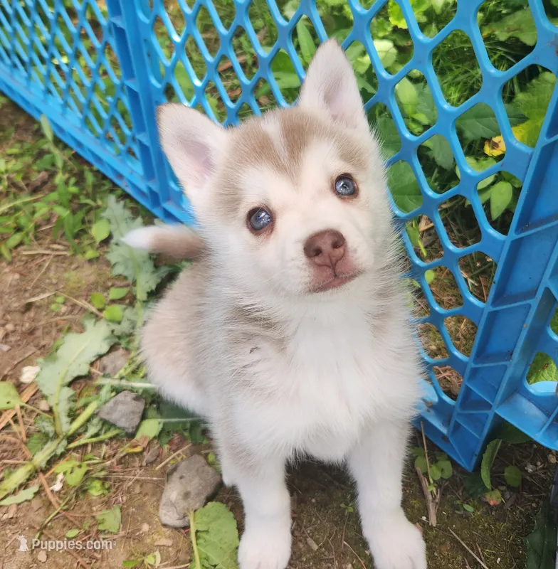 Loki – Alaskan Klee Kai puppy for sale in Castle Rock, WA