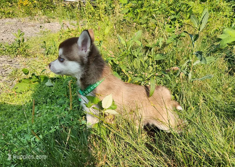 Bell  – Alaskan Klee Kai puppy for sale in Castle Rock, WA