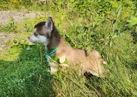 Bell , a female Alaskan Klee Kai for sale in Castle Rock, WA – 2 of 3