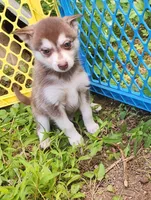 Valor, a male Alaskan Klee Kai for sale in Castle Rock, WA – 1 of 5