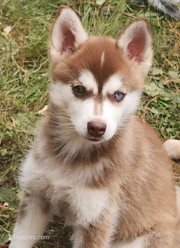Bell – Alaskan Klee Kai puppy for sale in Castle Rock, WA