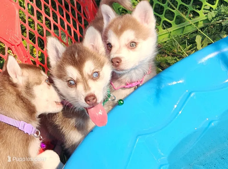 Bell  – Alaskan Klee Kai puppy for sale in Castle Rock, WA