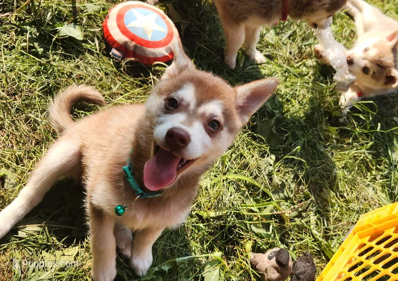 Major – Alaskan Klee Kai puppy for sale in Castle Rock, WA
