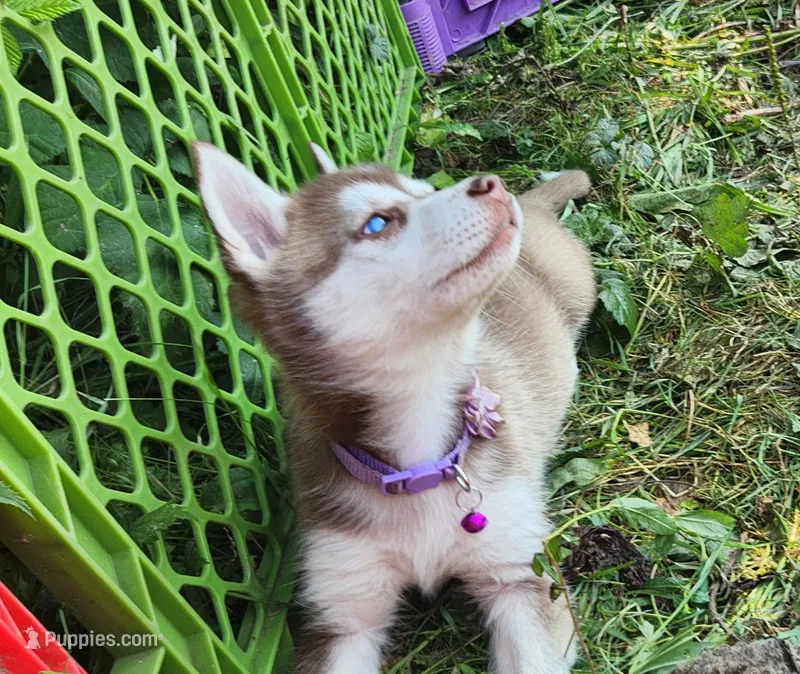 Liberty  – Alaskan Klee Kai puppy for sale in Castle Rock, WA
