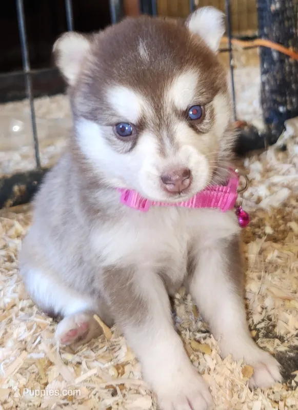 Bell  – Alaskan Klee Kai puppy for sale in Castle Rock, WA