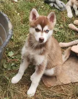 Bell, a female Alaskan Klee Kai for sale in Castle Rock, WA – 2 of 2