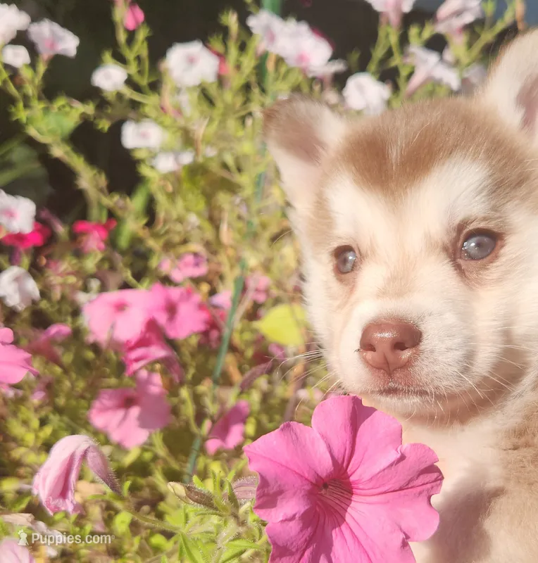 Freya – Alaskan Klee Kai puppy for sale in Castle Rock, WA