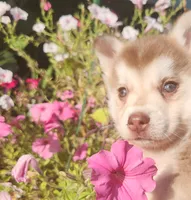 Freya, a female Alaskan Klee Kai for sale in Castle Rock, WA – 2 of 5