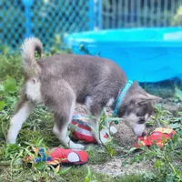 Major, a male Alaskan Klee Kai for sale in Castle Rock, WA – 2 of 3