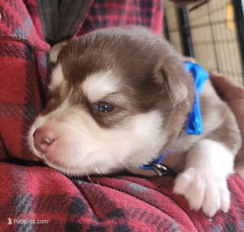 Thor – Alaskan Klee Kai puppy for sale in Castle Rock, WA