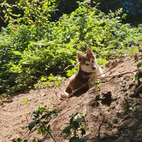 Loki, a male Alaskan Klee Kai for sale in Castle Rock, WA – 2 of 4