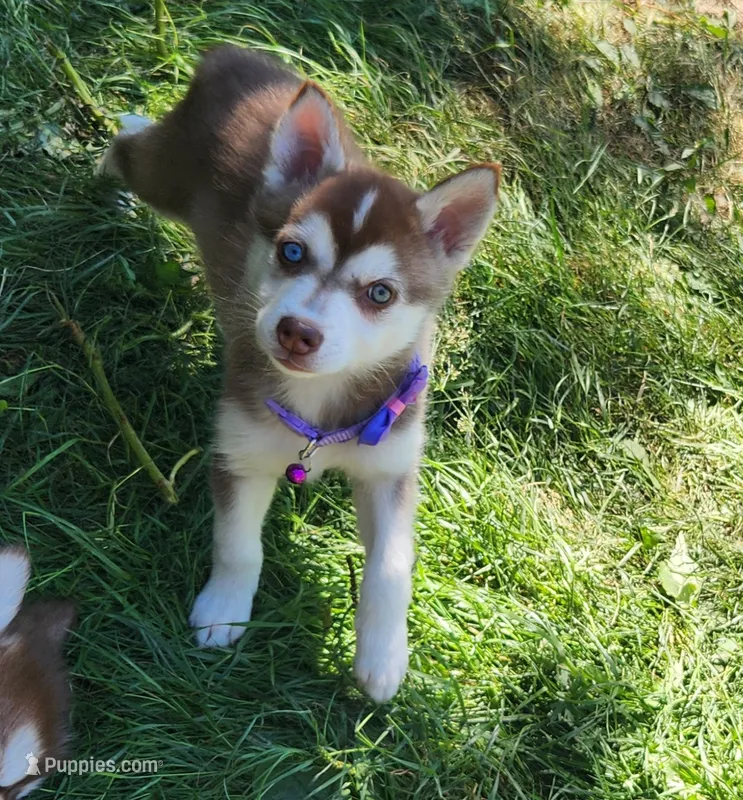 Liberty  – Alaskan Klee Kai puppy for sale in Castle Rock, WA