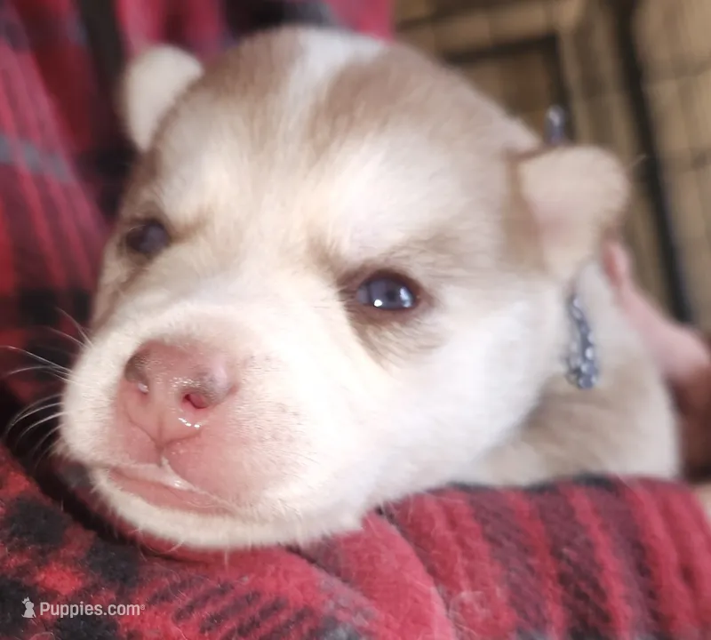 Loki – Alaskan Klee Kai puppy for sale in Castle Rock, WA