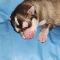 Liberty , a female Alaskan Klee Kai for sale in Castle Rock, WA – 1 of 1