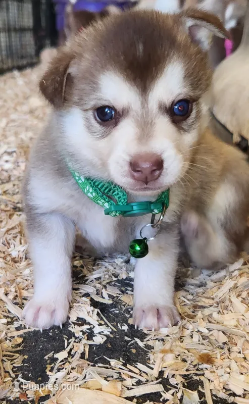 Major – Alaskan Klee Kai puppy on hold in Castle Rock, WA
