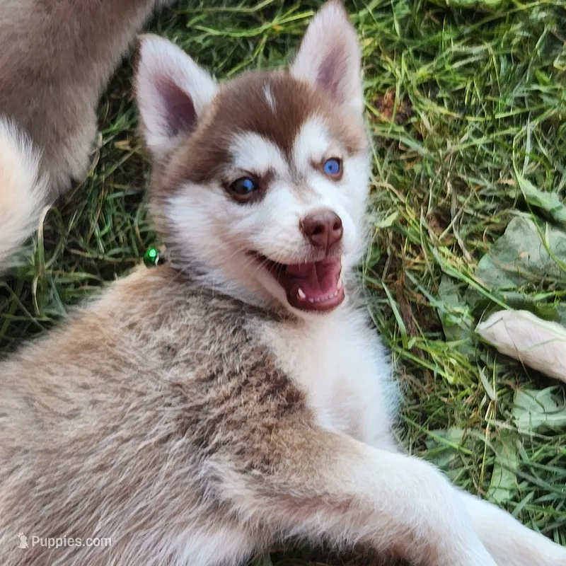 Bell  – Alaskan Klee Kai puppy on hold in Castle Rock, WA