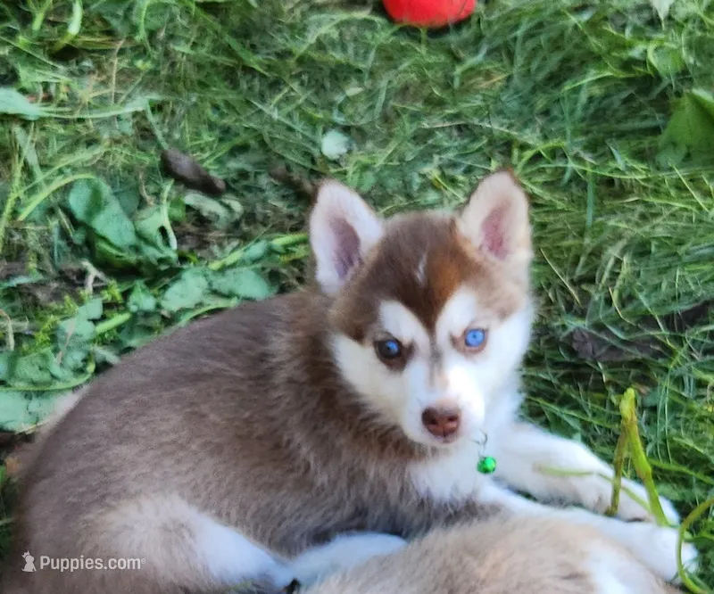 Bell  – Alaskan Klee Kai puppy for sale in Castle Rock, WA