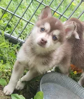 Bell , a female Alaskan Klee Kai for sale in Castle Rock, WA – 3 of 3