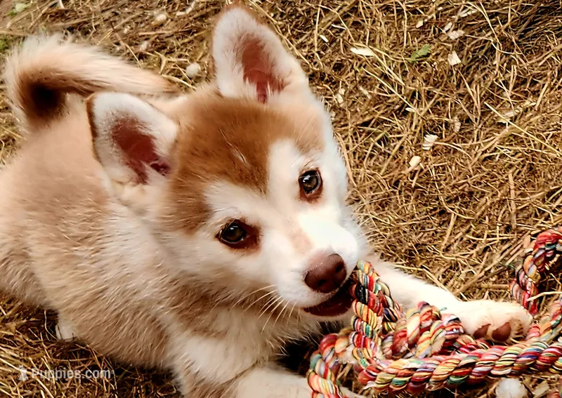 Major – Alaskan Klee Kai puppy for sale in Castle Rock, WA