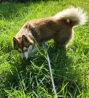 Freya, a female Alaskan Klee Kai for sale in Castle Rock, WA – 4 of 5