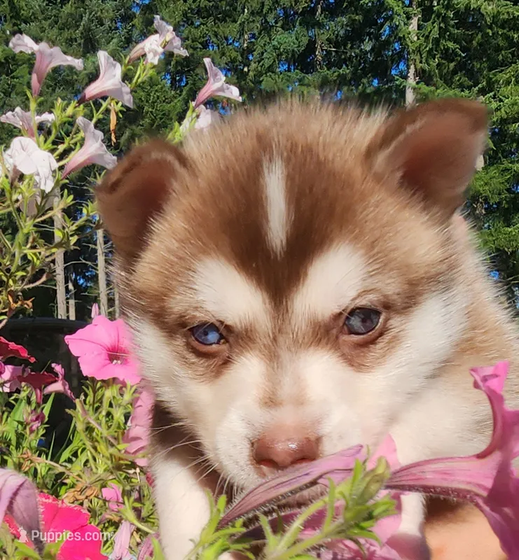 Liberty  – Alaskan Klee Kai puppy for sale in Castle Rock, WA