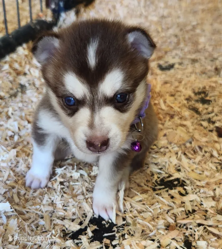 Liberty  – Alaskan Klee Kai puppy for sale in Castle Rock, WA