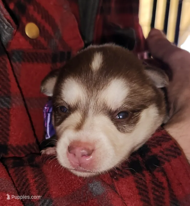 Liberty  – Alaskan Klee Kai puppy on hold in Castle Rock, WA