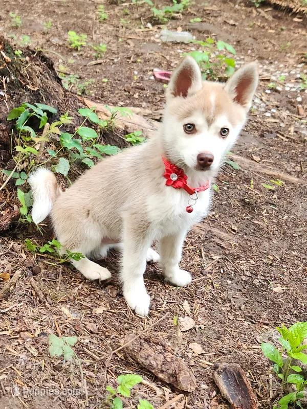 Loki – Alaskan Klee Kai puppy for sale in Castle Rock, WA