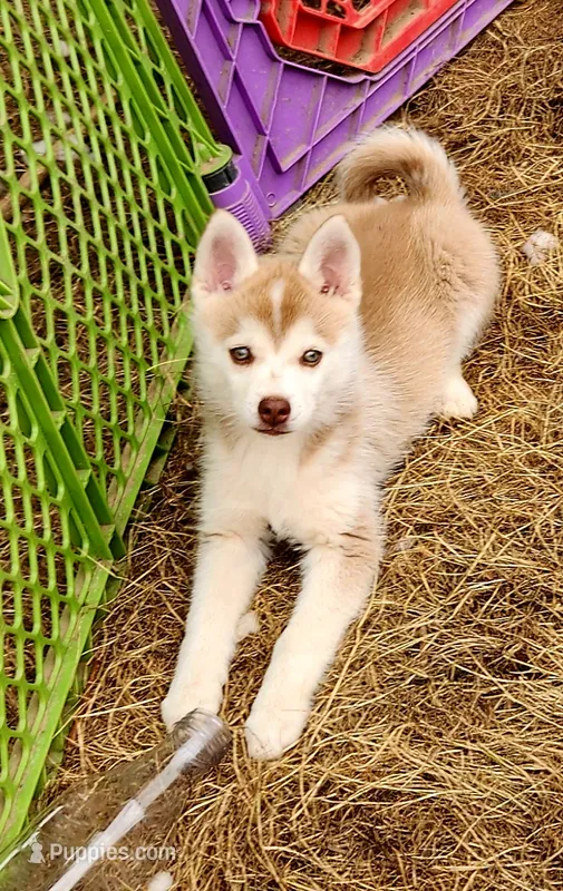 Loki – Alaskan Klee Kai puppy for sale in Castle Rock, WA